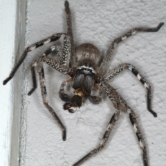 Neosparassus calligaster at Ainslie, ACT - 18 Feb 2020