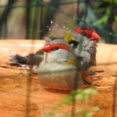 Neochmia temporalis (Red-browed Finch) at Burradoo, NSW - 21 Feb 2020 by GlossyGal