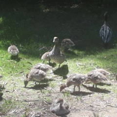 Chenonetta jubata (Australian Wood Duck) at Mittagong - 22 Oct 2019 by Echidna