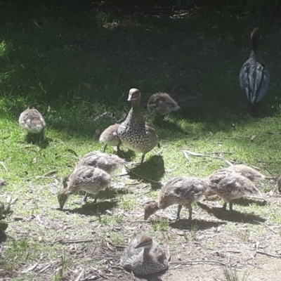 Chenonetta jubata (Australian Wood Duck) at Mittagong - 22 Oct 2019 by Echidna