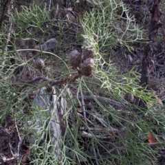 Petrophile pedunculata (Conesticks) at Wingecarribee Local Government Area - 17 Feb 2020 by Echidna