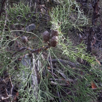 Petrophile pedunculata (Conesticks) at Mittagong, NSW - 17 Feb 2020 by Echidna