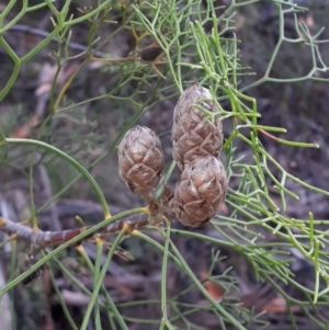 Petrophile pedunculata at Mittagong, NSW - suppressed