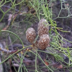 Petrophile pedunculata at Mittagong, NSW - 18 Feb 2020