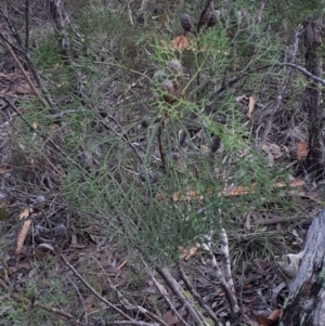 Petrophile pedunculata at Mittagong, NSW - suppressed