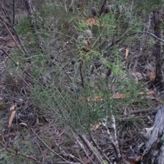 Petrophile pedunculata at Mittagong, NSW - 18 Feb 2020