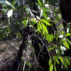 Persoonia levis (Broad-leaved Geebung) at Mittagong, NSW - 17 Feb 2020 by KarenG