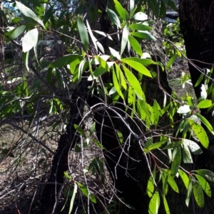 Persoonia levis at Mittagong, NSW - suppressed