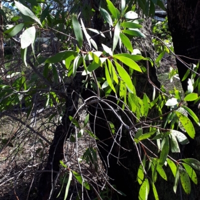 Persoonia levis (Broad-leaved Geebung) at Mittagong - 17 Feb 2020 by KarenG