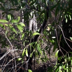 Persoonia levis at Mittagong, NSW - 18 Feb 2020