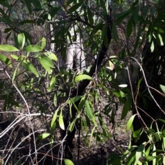Persoonia levis at Mittagong, NSW - suppressed