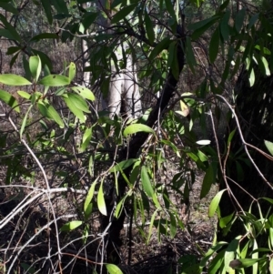 Persoonia levis at Mittagong, NSW - 18 Feb 2020