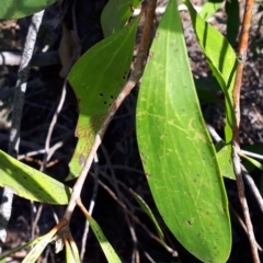 Persoonia levis at Mittagong, NSW - 18 Feb 2020