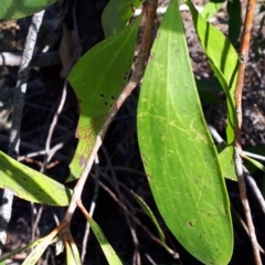 Persoonia levis at Mittagong, NSW - suppressed