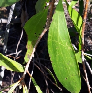 Persoonia levis at Mittagong, NSW - 18 Feb 2020