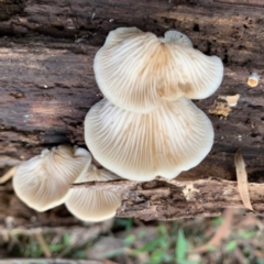 Crepidotus variabilis at Quaama, NSW - 15 Feb 2020