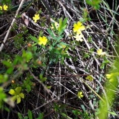 Hibbertia linearis at Mittagong - 17 Feb 2020 by KarenG