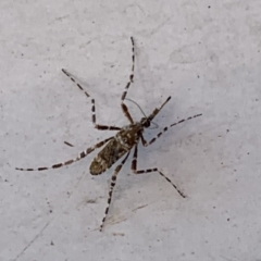 Aedes (Mucidus) alternans (Hexham Grey) at Millingandi, NSW - 20 Feb 2020 by FionaG