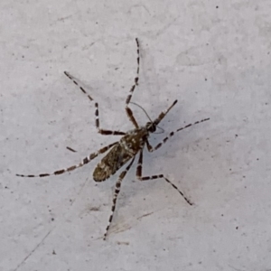 Aedes (Mucidus) alternans at Millingandi, NSW - 21 Feb 2020