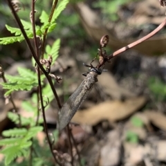 MYRMELEONTIDAE (Unidentified antlion lacewing) at Black Range, NSW - 21 Feb 2020 by Steph H