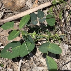 Oxytes brachypoda (Large Tick-trefoil) at Black Range, NSW - 21 Feb 2020 by Steph H