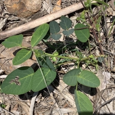 Oxytes brachypoda (Large Tick-trefoil) at Black Range, NSW - 21 Feb 2020 by Steph H