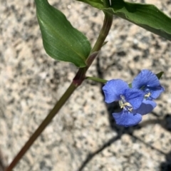 Commelina cyanea at Black Range, NSW - 21 Feb 2020