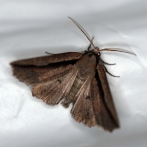 Nisista undescribed species (genus) at Paddys River, ACT - 11 Nov 2018 08:20 PM