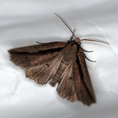 Nisista undescribed species (genus) (A geometer moth) at Paddys River, ACT - 11 Nov 2018 by ibaird