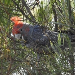 Callocephalon fimbriatum (Gang-gang Cockatoo) at Bundanoon, NSW - 3 Dec 2016 by GlossyGal