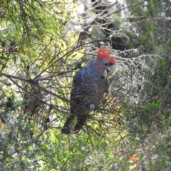 Callocephalon fimbriatum (Gang-gang Cockatoo) at Bundanoon - 3 Dec 2016 by GlossyGal