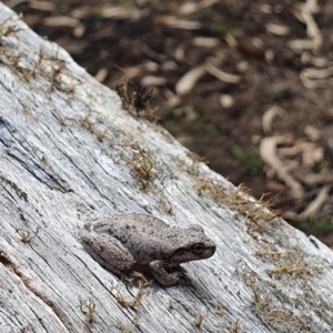 Litoria peronii at Wyndham, NSW - 19 Feb 2020 12:46 PM