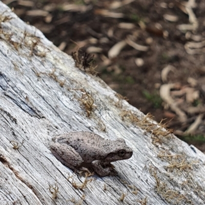 Litoria peronii (Peron's Tree Frog, Emerald Spotted Tree Frog) at Wyndham, NSW - 19 Feb 2020 by JoyGeorgeson