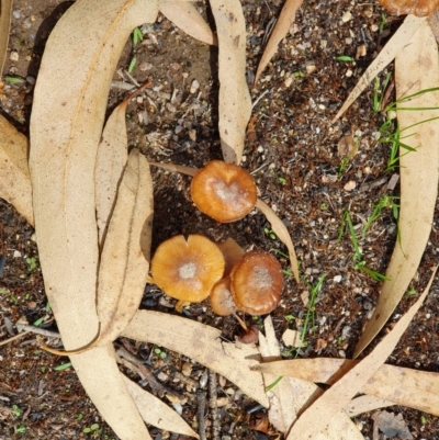 Agarics at Wyndham, NSW - 19 Feb 2020 by Volplana