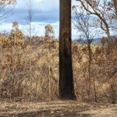 Agarics at Wyndham, NSW - 19 Feb 2020