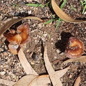 Agarics at Wyndham, NSW - 19 Feb 2020