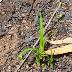 Unidentified Other Wildflower or Herb at Wyndham, NSW - 19 Feb 2020 by JoyGeorgeson