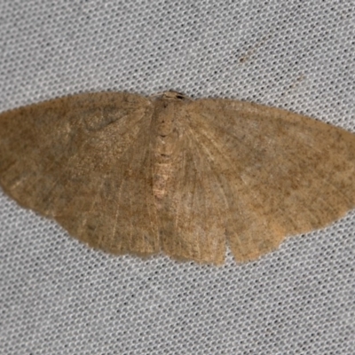 Casbia (genus) (A Geometer moth) at Tidbinbilla Nature Reserve - 18 May 2018 by Bron