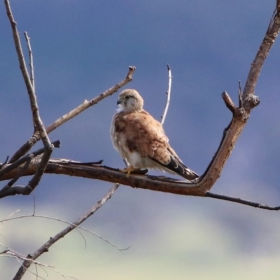 Falco cenchroides (Nankeen Kestrel) at Tharwa, ACT - 19 Feb 2020 by RodDeb