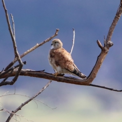 Falco cenchroides (Nankeen Kestrel) at Tharwa, ACT - 18 Feb 2020 by RodDeb