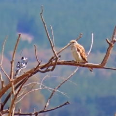 Falco cenchroides at Tharwa, ACT - 19 Feb 2020 10:51 AM