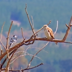 Falco cenchroides at Tharwa, ACT - 19 Feb 2020