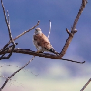 Falco cenchroides at Tharwa, ACT - 19 Feb 2020