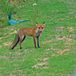 Vulpes vulpes at Paddys River, ACT - 19 Feb 2020