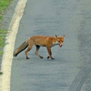 Vulpes vulpes at Paddys River, ACT - 19 Feb 2020