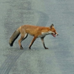 Vulpes vulpes at Paddys River, ACT - 19 Feb 2020