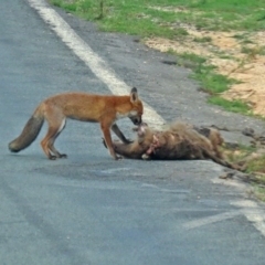 Vulpes vulpes at Paddys River, ACT - 19 Feb 2020