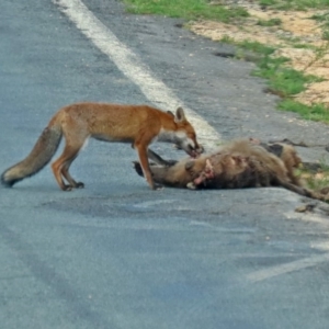 Vulpes vulpes at Paddys River, ACT - 19 Feb 2020