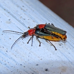 Chauliognathus tricolor at Paddys River, ACT - 19 Feb 2020