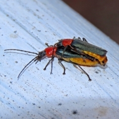 Chauliognathus tricolor (Tricolor soldier beetle) at Paddys River, ACT - 19 Feb 2020 by RodDeb